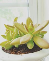 Close-up of succulent plant in pot