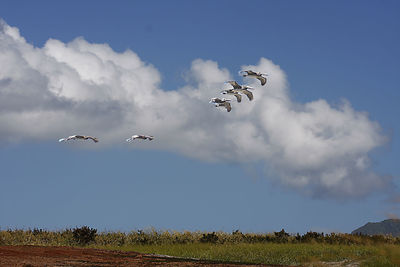 Bird flying over field