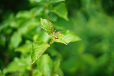 Close-up of green leaves on plant