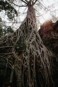 Low angle view of trees growing in forest