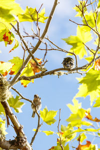 Low angle view of bee on tree against sky