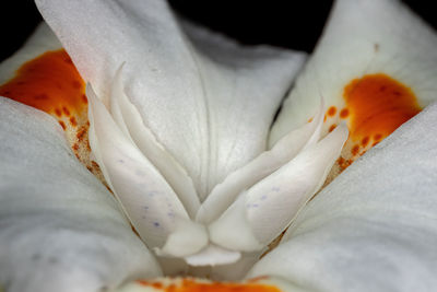 Close-up of white flower