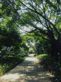 Narrow road along trees