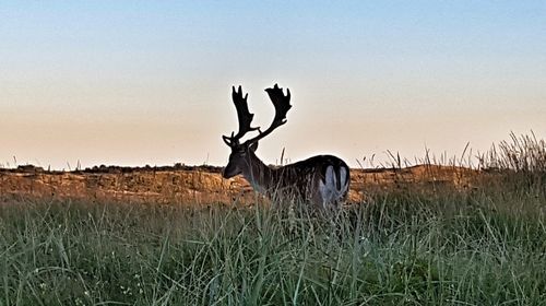 View of field against clear sky