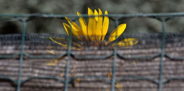 Close-up of yellow flowering plant