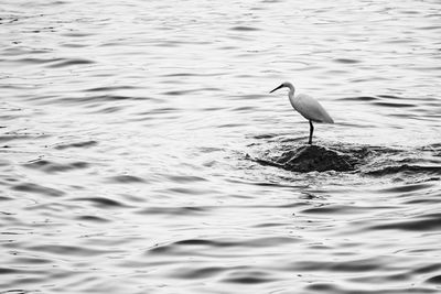 Great egret perching on rock in sea