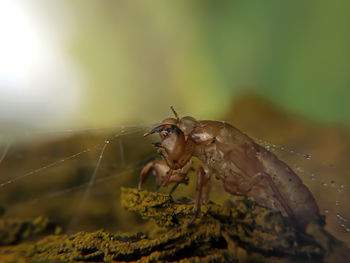 Close-up of insect