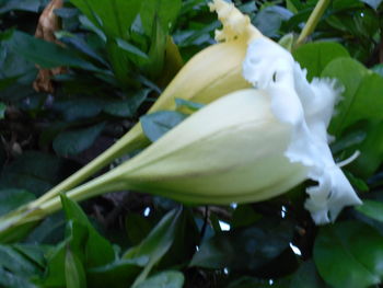 Close-up of white flowers
