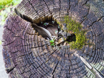 Close-up of lizard on tree stump