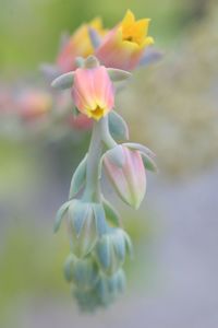 Close-up of pink flower