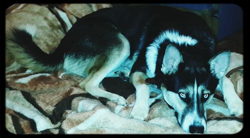 Close-up of a dog