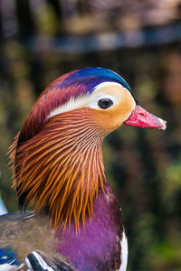 Close-up of a bird