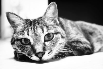 Close-up portrait of cat