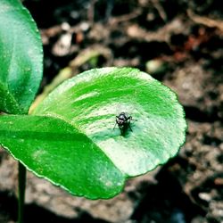 Close-up of insect on leaf