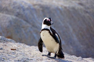 Close-up of penguin on rock