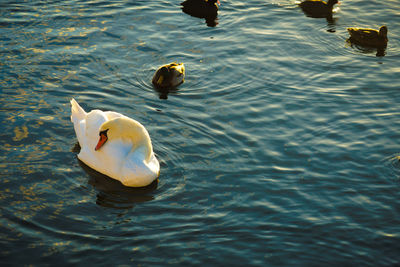 High angle view of ducks swimming in lake
