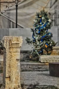 Close-up of christmas tree