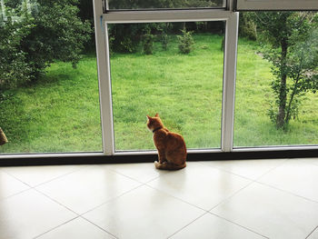 Cat sitting on window sill