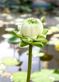 Close-up of lotus bud growing on plant