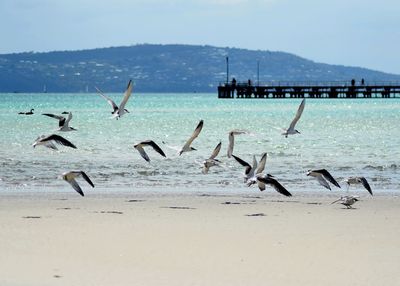 Seagull flying over sea