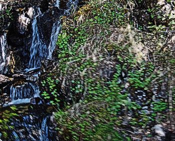 Reflection of trees in water
