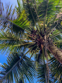 Low angle view of palm tree against sky