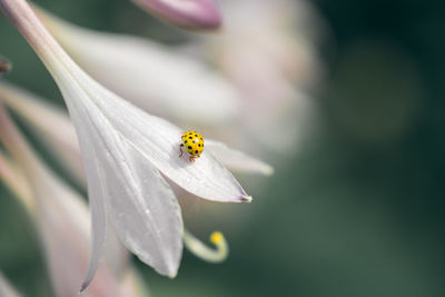 Close-up of ladybug on flower