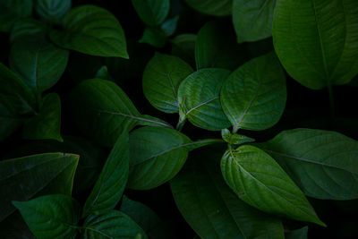 High angle view of green leaves