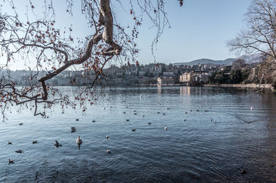 Birds swimming in lake against sky