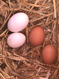 High angle view of eggs in nest