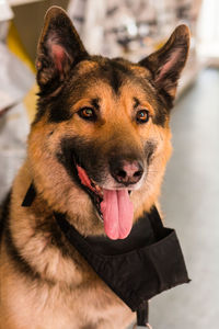 Close-up portrait of a dog