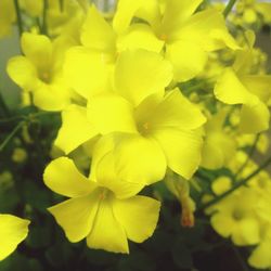 Close-up of yellow flowers blooming outdoors