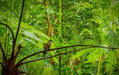 Bird perching on tree trunk in forest