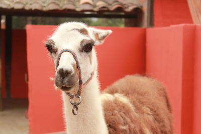 Close-up portrait of rabbit