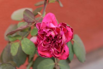 Close-up of pink rose