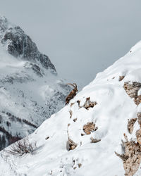 Alpine ibex on scenic view of snow covered mountains against sky