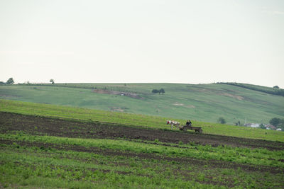 Scenic view of agricultural field against clear sky