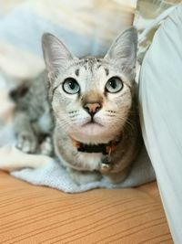 Close-up portrait of kitten