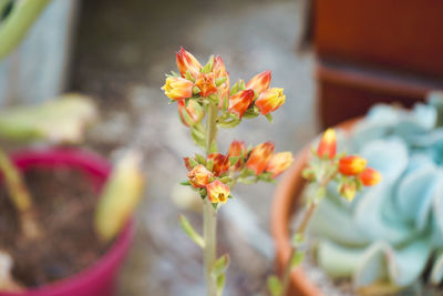 Close-up of pink flowering plant