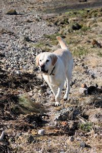 Dog on beach