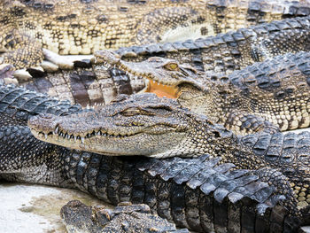 Aerial view of a reptile