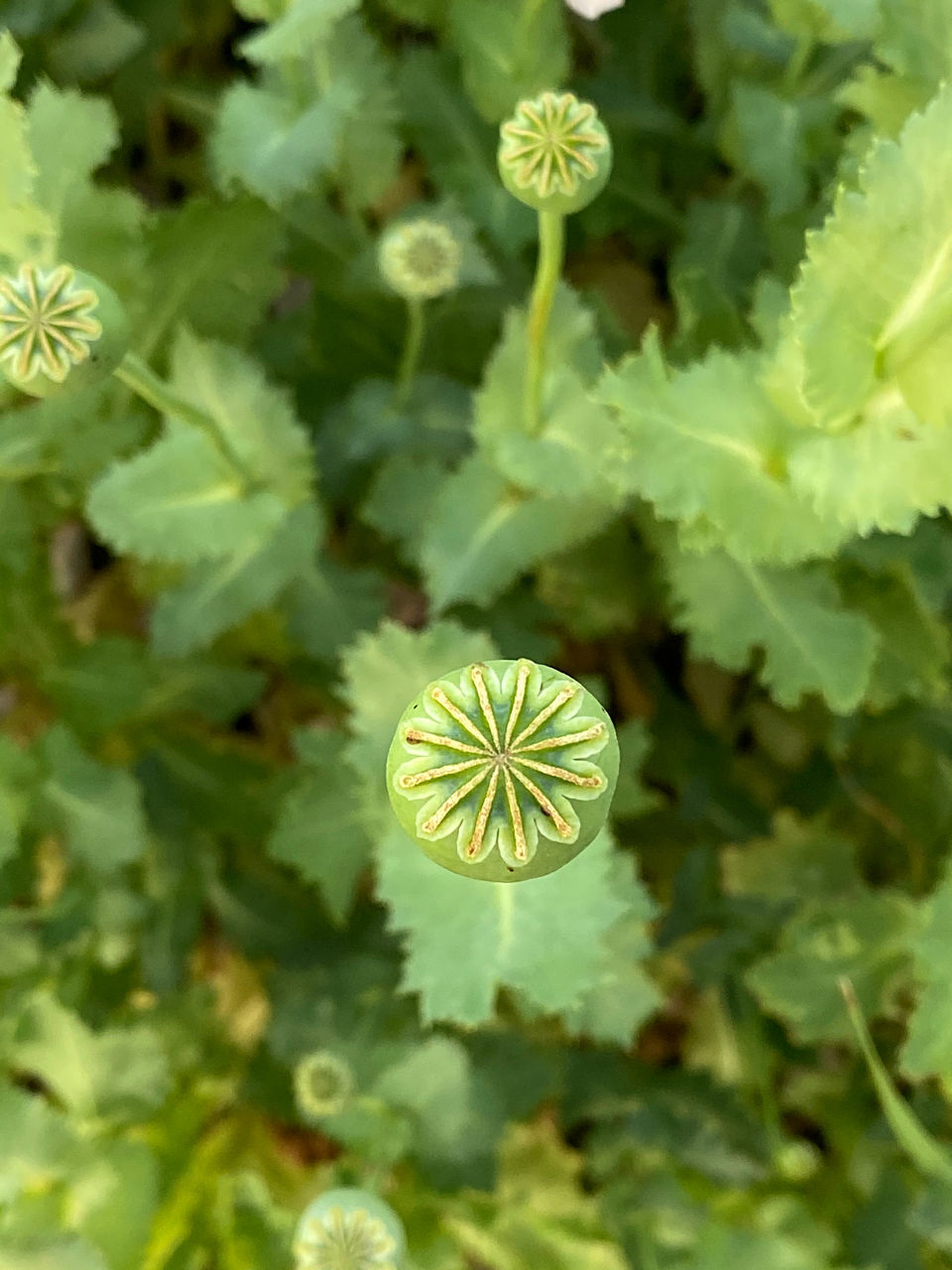 CLOSE-UP OF GREEN PLANT