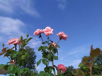 Low angle view of pink flowering plants against sky