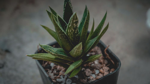 Close-up of succulent plant in pot