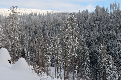 Pine trees in forest during winter