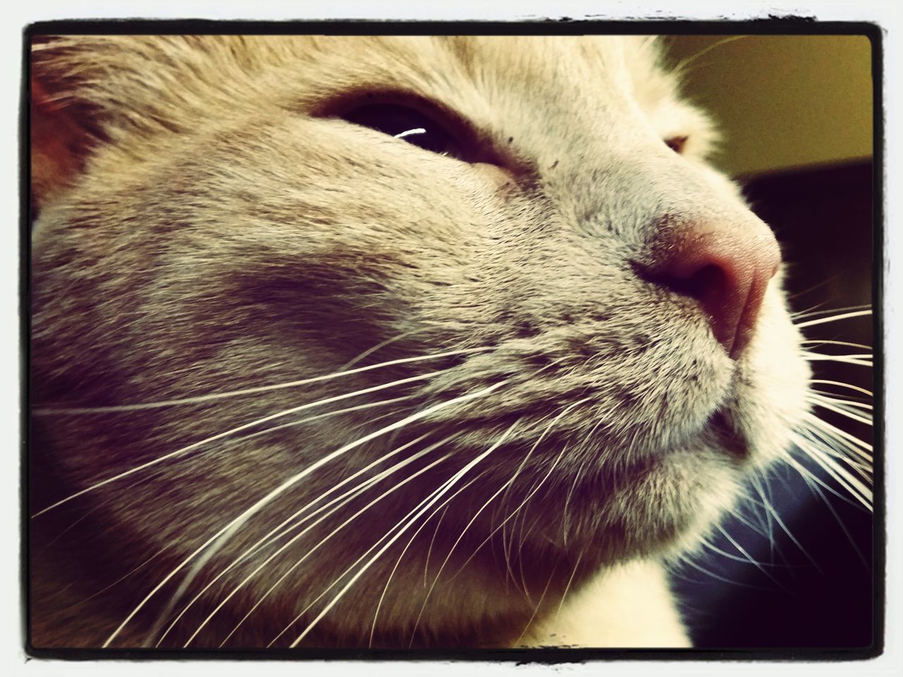 animal themes, one animal, pets, transfer print, mammal, domestic animals, domestic cat, cat, close-up, indoors, whisker, feline, auto post production filter, animal head, animal body part, looking away, focus on foreground, no people, part of, zoology