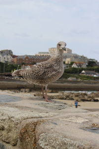 Bird on beach against sky