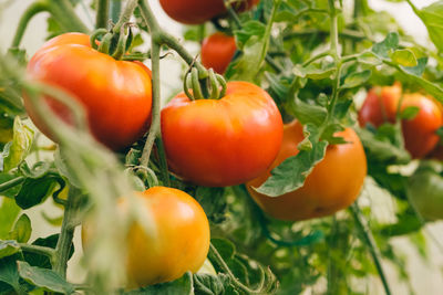 Close-up of tomatoes growing on tree