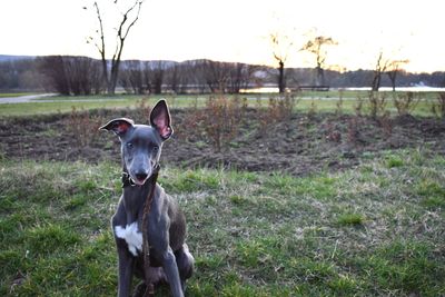 Young greyhound with stick on field