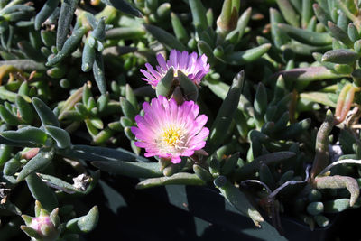Closeup of flowers on the trailing ice plant lampranthus.